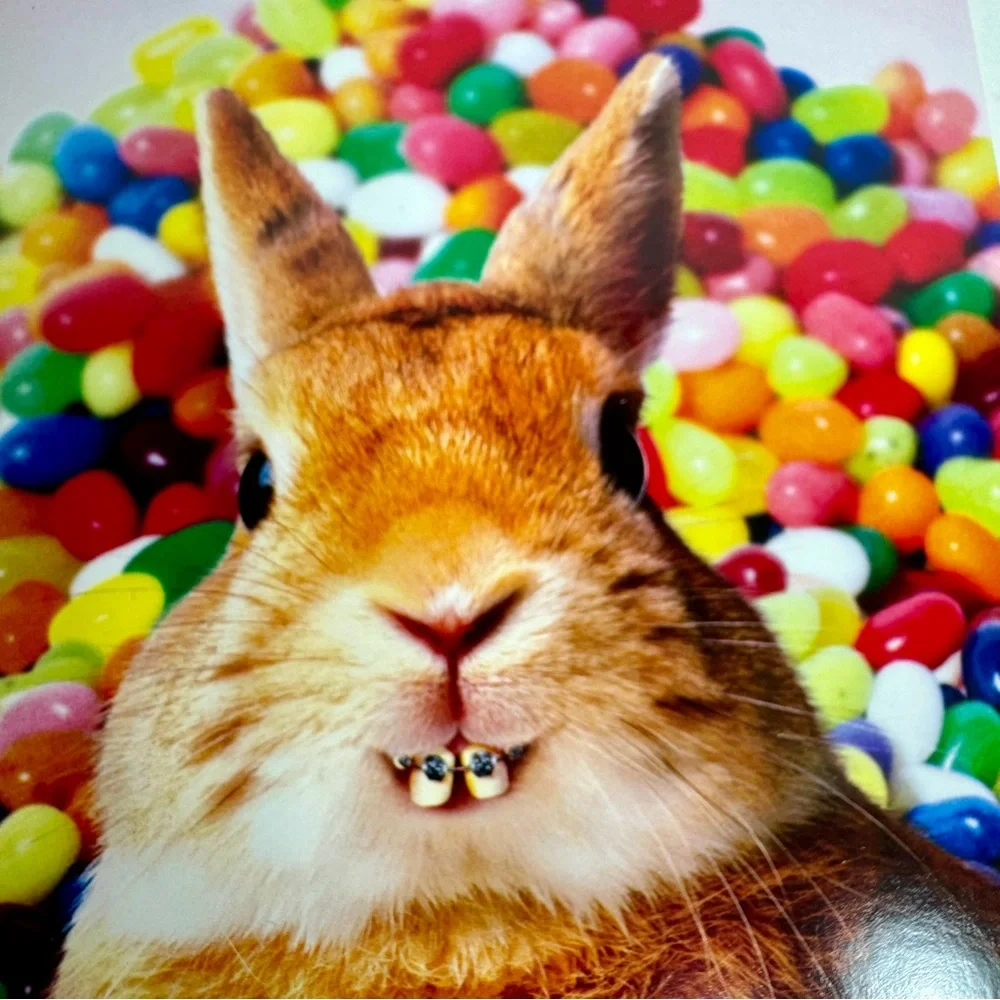 4 Avanti Greeting cards -bunny in braces with colorful jellybeans. Easter card